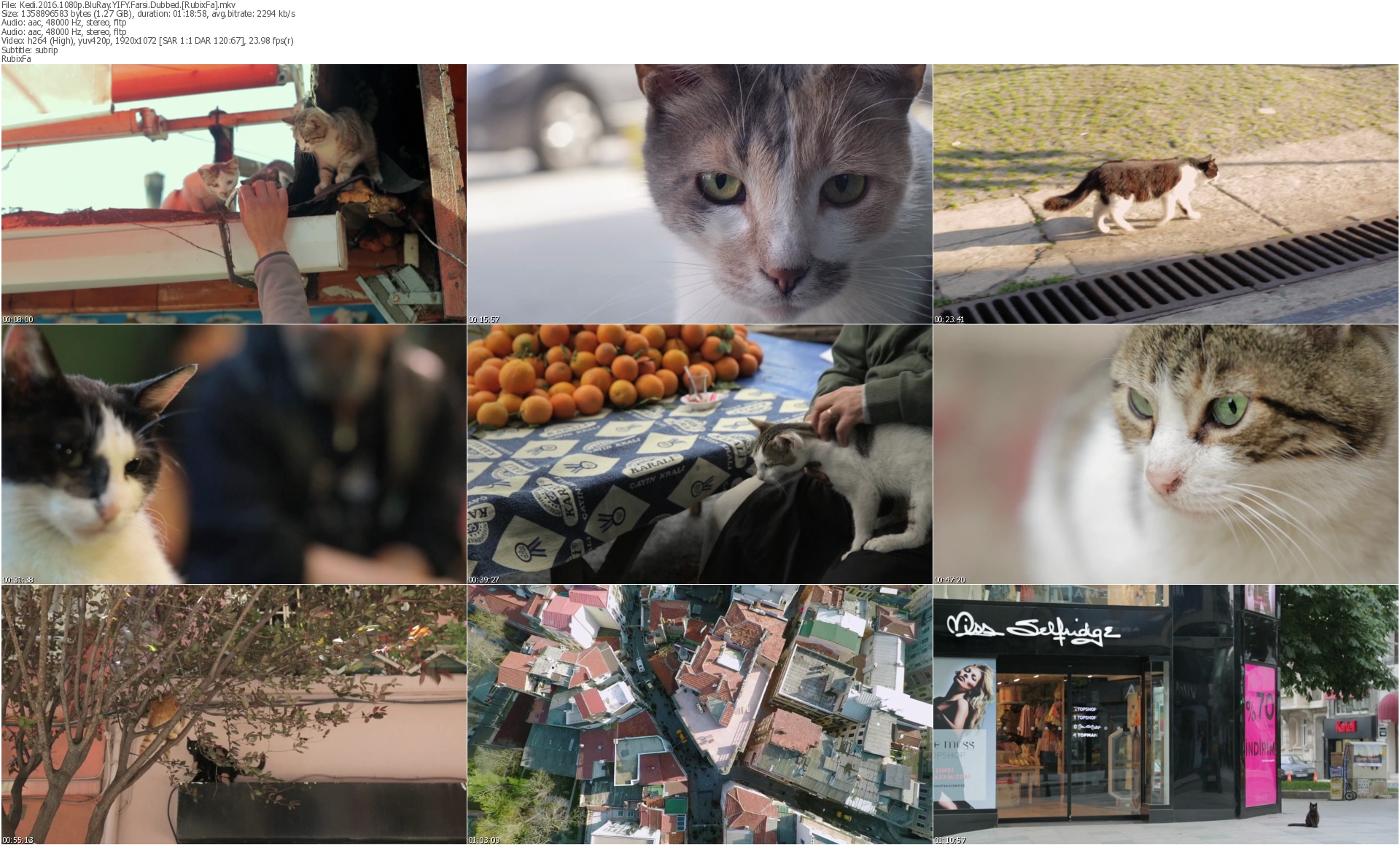 دانلود فیلم Kedi 2016 دوبله فارسی